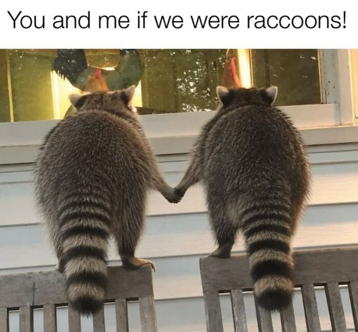 Wait, They Actually Turned Animal Pics Into Memes?! Prepare to Laugh!