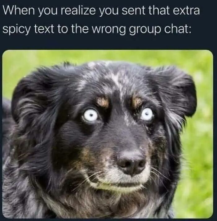 Wait, They Actually Turned Animal Pics Into Memes?! Prepare to Laugh!
