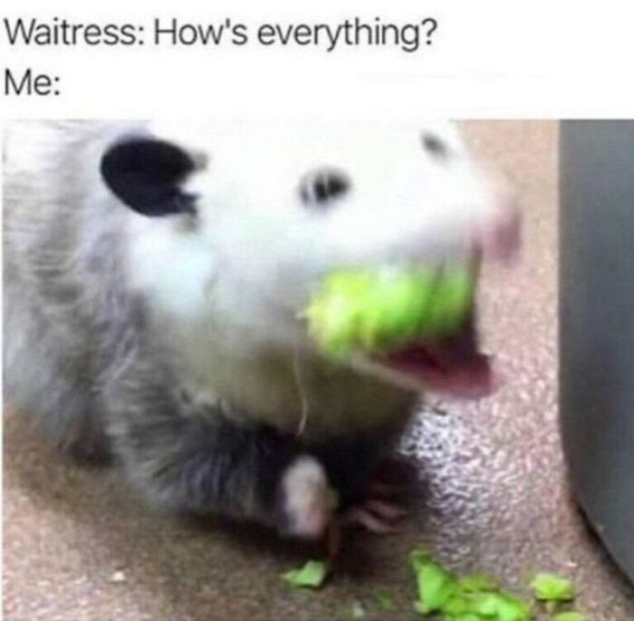 Wait, They Actually Turned Animal Pics Into Memes?! Prepare to Laugh!