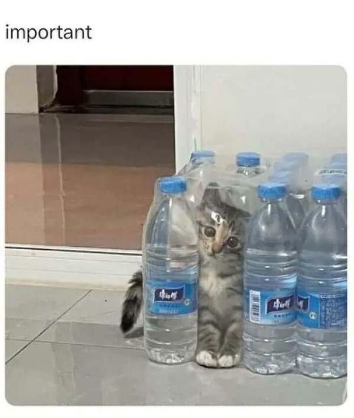 Wait, They Actually Turned Animal Pics Into Memes?! Prepare to Laugh!