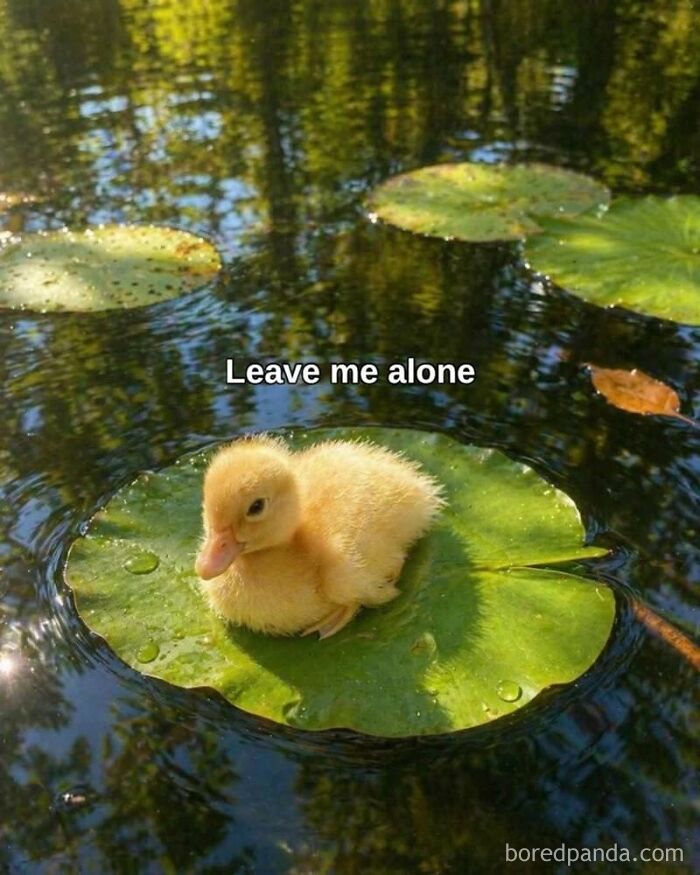 Wait, They Actually Turned Animal Pics Into Memes?! Prepare to Laugh!