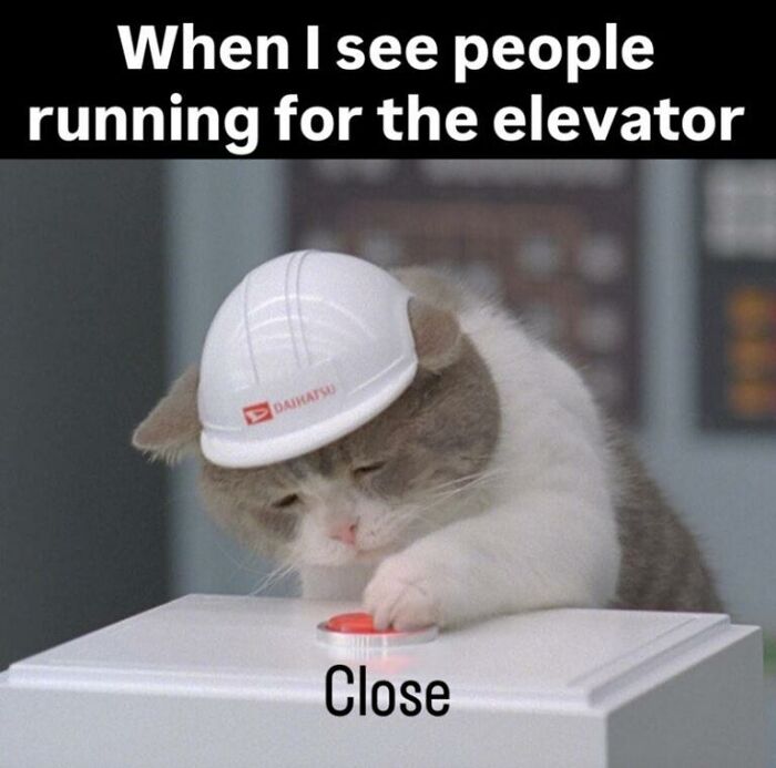 Wait, They Actually Turned Animal Pics Into Memes?! Prepare to Laugh!
