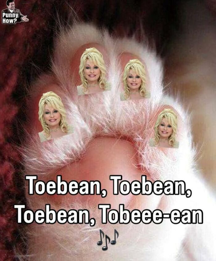 Wait, They Actually Turned Animal Pics Into Memes?! Prepare to Laugh!