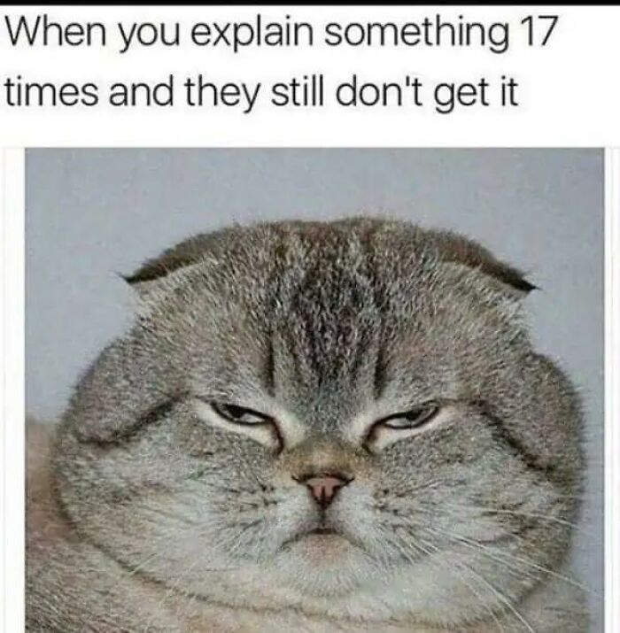Wait, They Actually Turned Animal Pics Into Memes?! Prepare to Laugh!