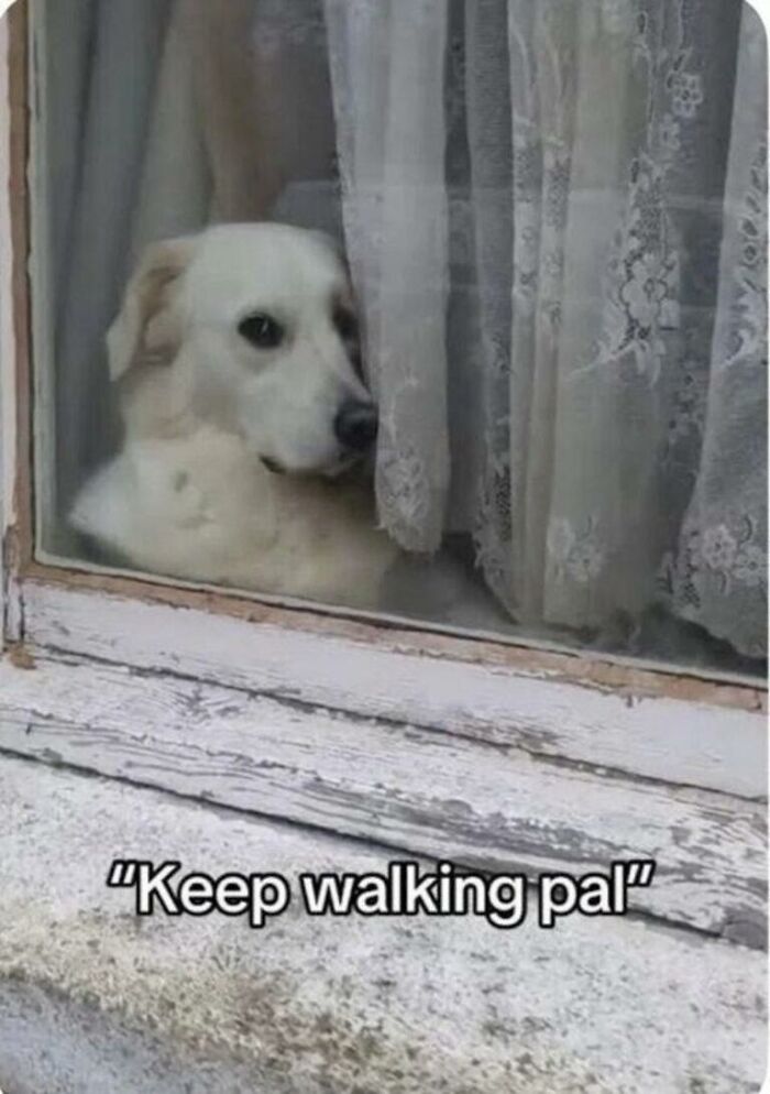 Wait, They Actually Turned Animal Pics Into Memes?! Prepare to Laugh!