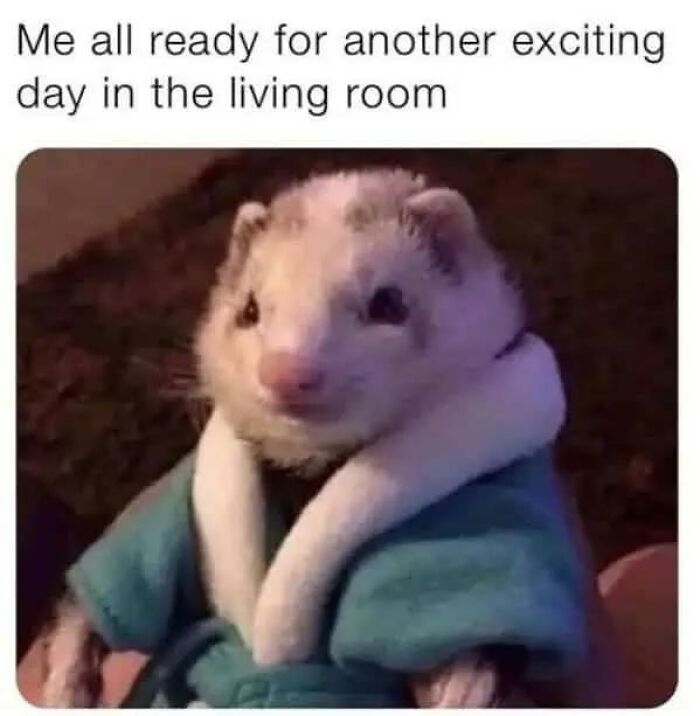 Wait, They Actually Turned Animal Pics Into Memes?! Prepare to Laugh!