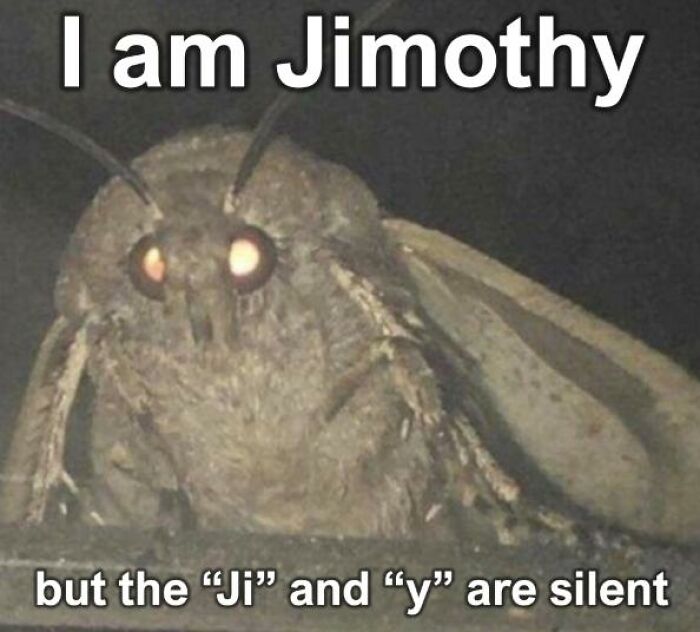 Wait, They Actually Turned Animal Pics Into Memes?! Prepare to Laugh!