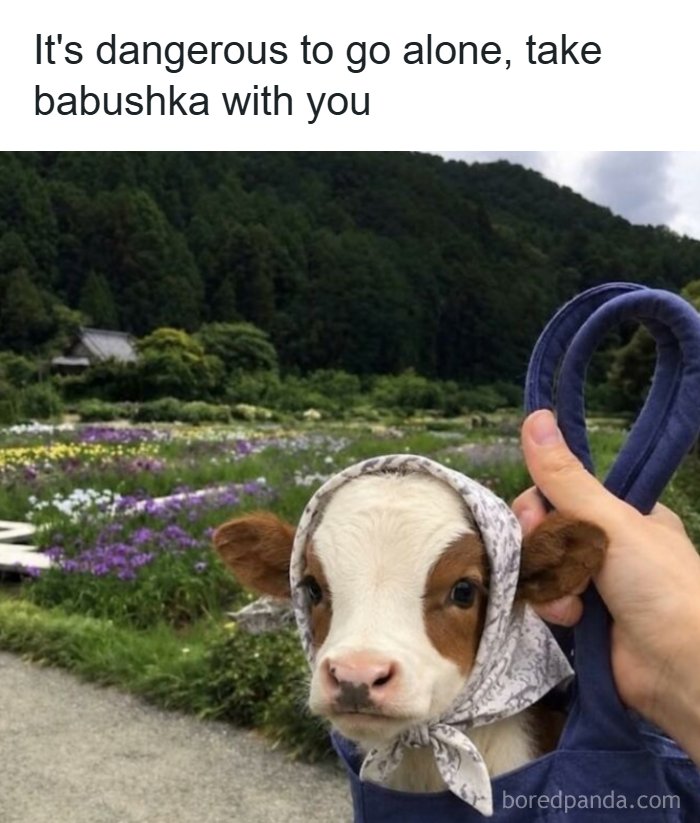 Wait, They Actually Turned Animal Pics Into Memes?! Prepare to Laugh!