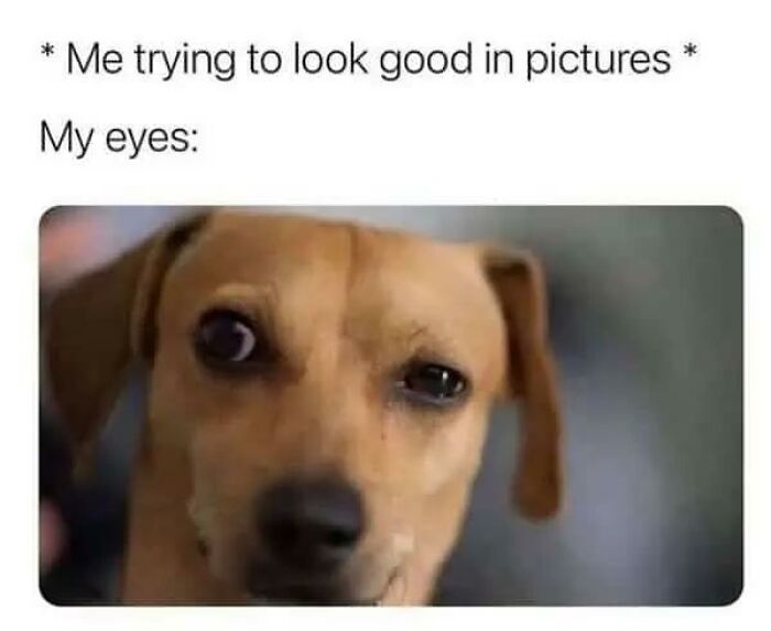 Wait, They Actually Turned Animal Pics Into Memes?! Prepare to Laugh!