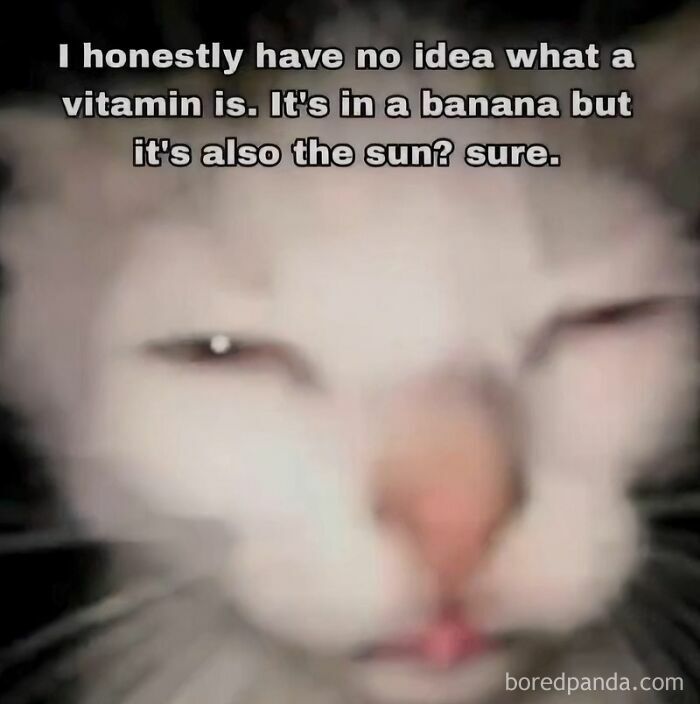 Wait, They Actually Turned Animal Pics Into Memes?! Prepare to Laugh!