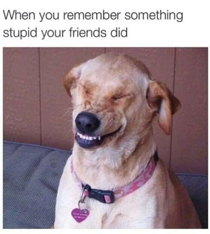 Wait, They Actually Turned Animal Pics Into Memes?! Prepare to Laugh!