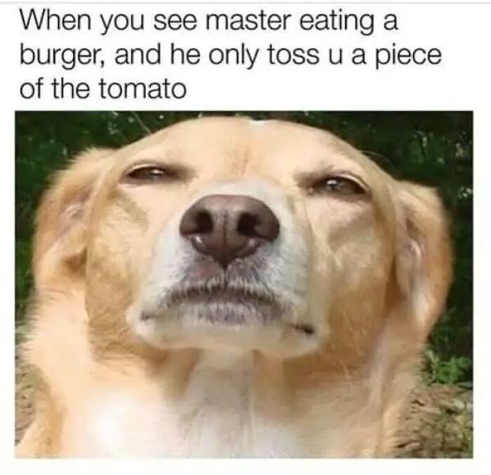 Wait, They Actually Turned Animal Pics Into Memes?! Prepare to Laugh!