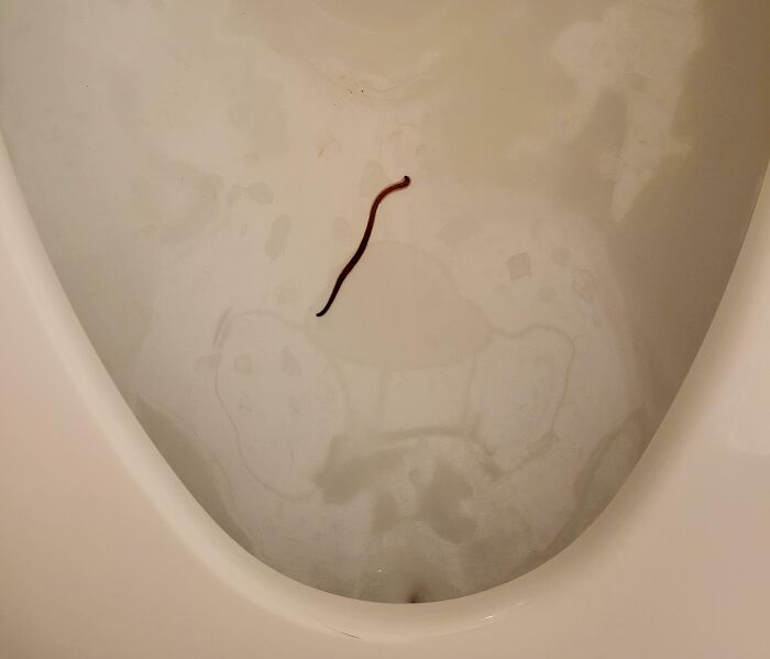 Earthworm Doing the Backstroke in My Toilet?