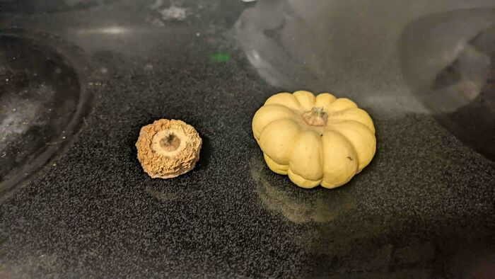 WTH Happened to My Pumpkin?