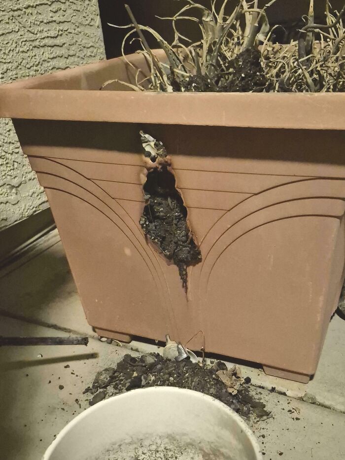 Planter Got Totally Wrecked. What Happened?