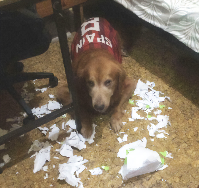 What Did My Golden Retriever Even Think?