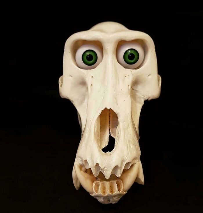 What’s the Origin of This Skull Image?