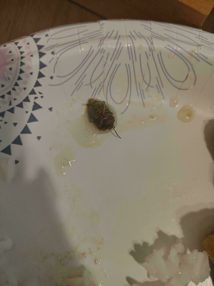 Bug In My Soup?!