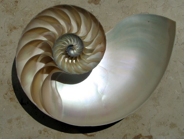 Nautilus Shell Secrets: Mother Nature’s Spiral Masterpiece