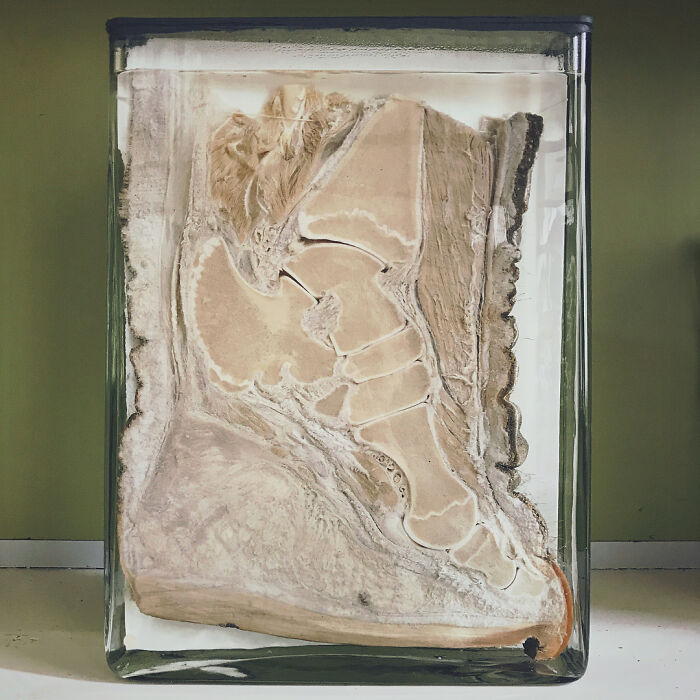 Inside an Elephant’s Foot: Fancy Footwork, Nature Edition