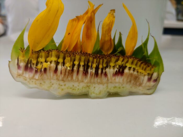 Sunflower Sliced in Half at Work: Front Row Seat to Nature