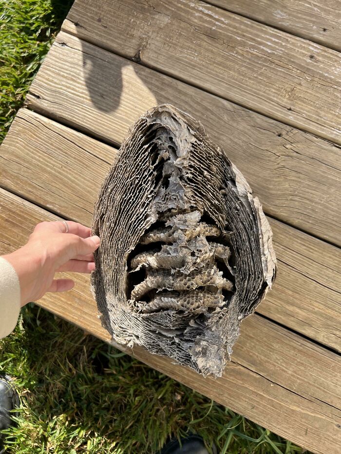 Perfect Paper Wasp Nest Slice From a Shed Corner