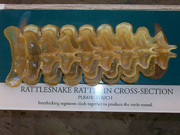 Rattlesnake Rattle Up Close: Nature’s Jingle Bells