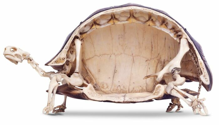 Tortoise Skeleton and Shell: Nature’s Living Armor