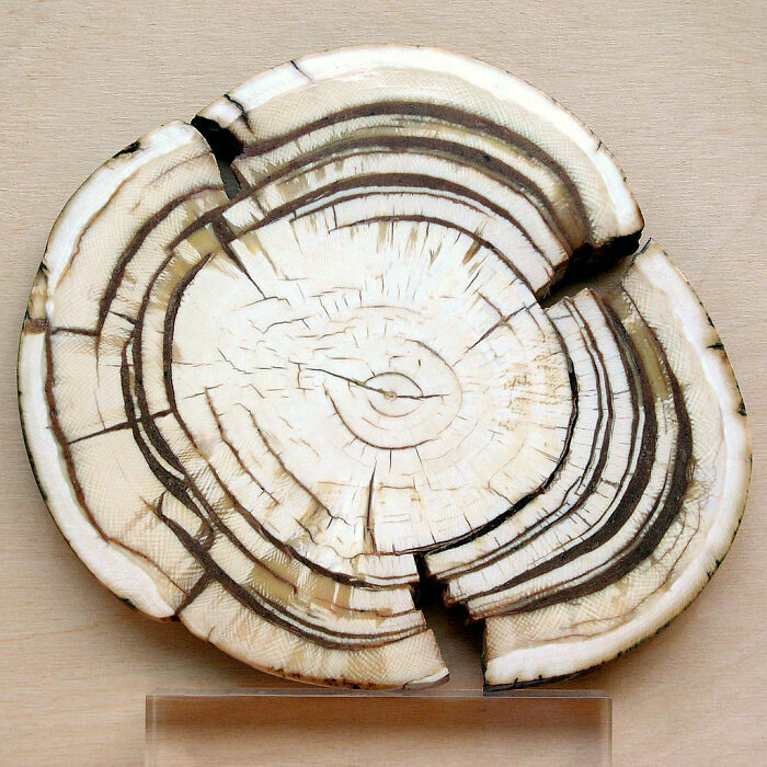 Wait 'Til You See These Everyday Things Sliced In Half—Mind Blown!
