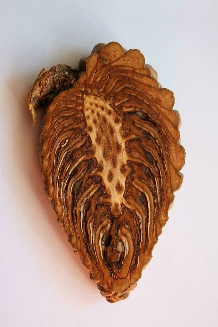 Wait 'Til You See These Everyday Things Sliced In Half—Mind Blown!