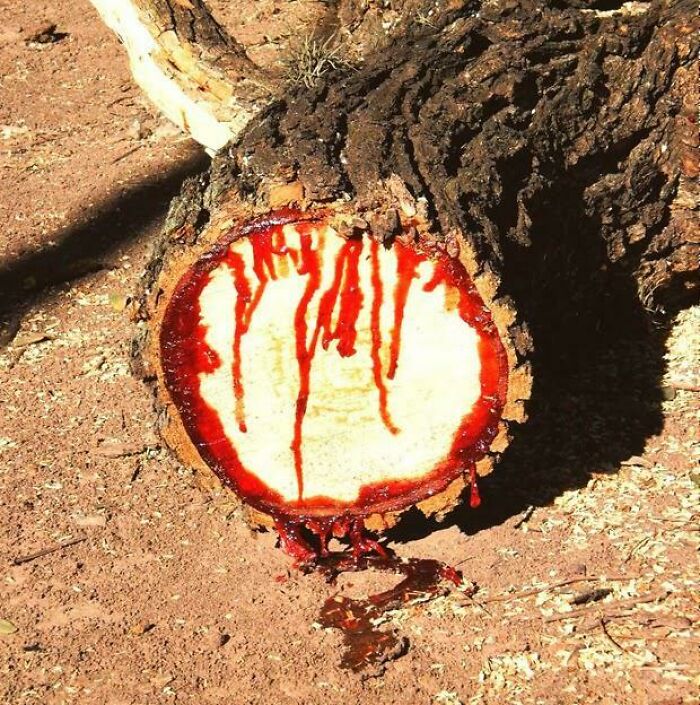 Wait 'Til You See These Everyday Things Sliced In Half—Mind Blown!