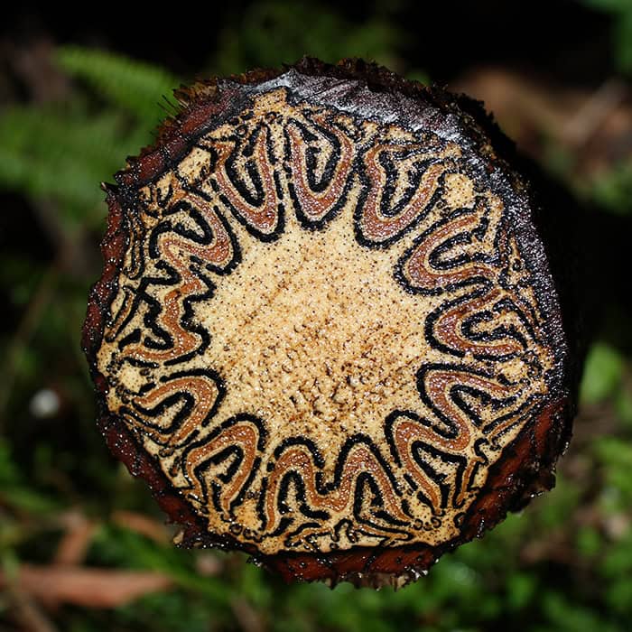 Wait 'Til You See These Everyday Things Sliced In Half—Mind Blown!