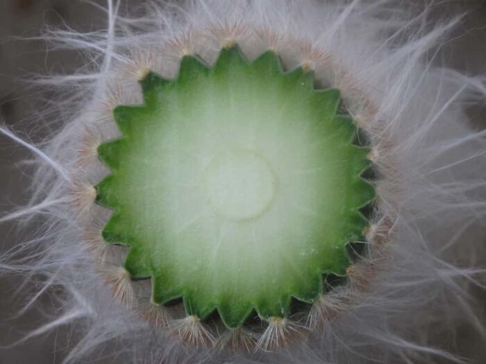 Wait 'Til You See These Everyday Things Sliced In Half—Mind Blown!