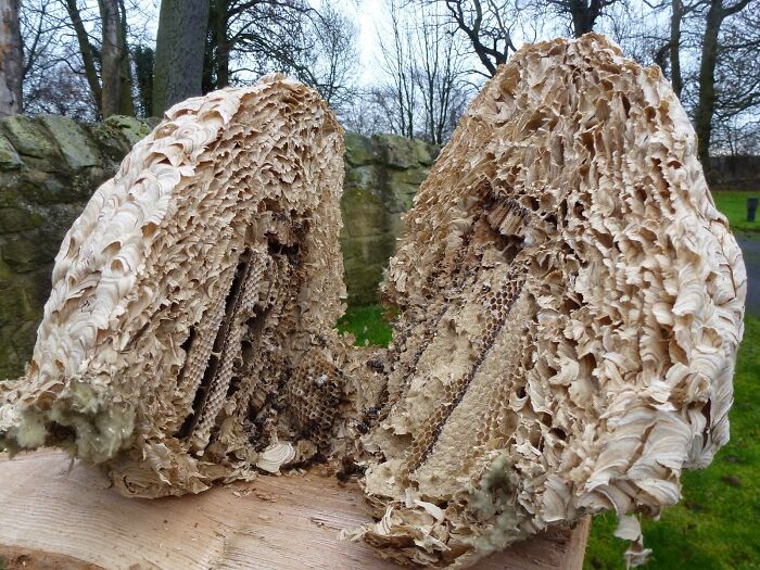 Wait 'Til You See These Everyday Things Sliced In Half—Mind Blown!