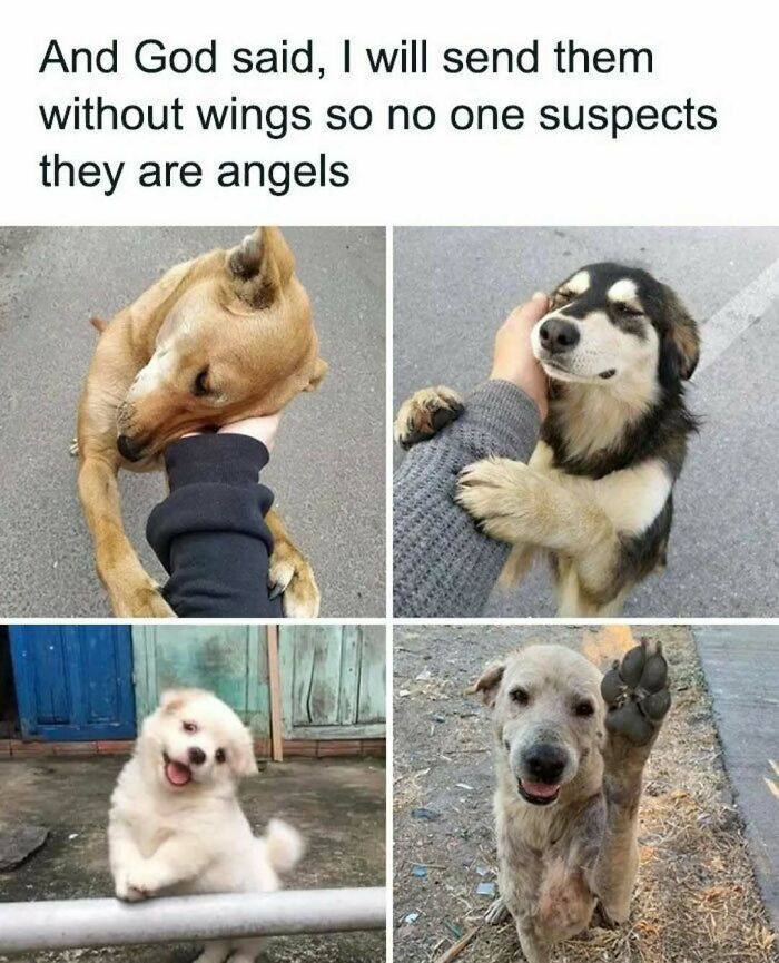 These Animal Memes Are So Funny You'll Forget Your Problems