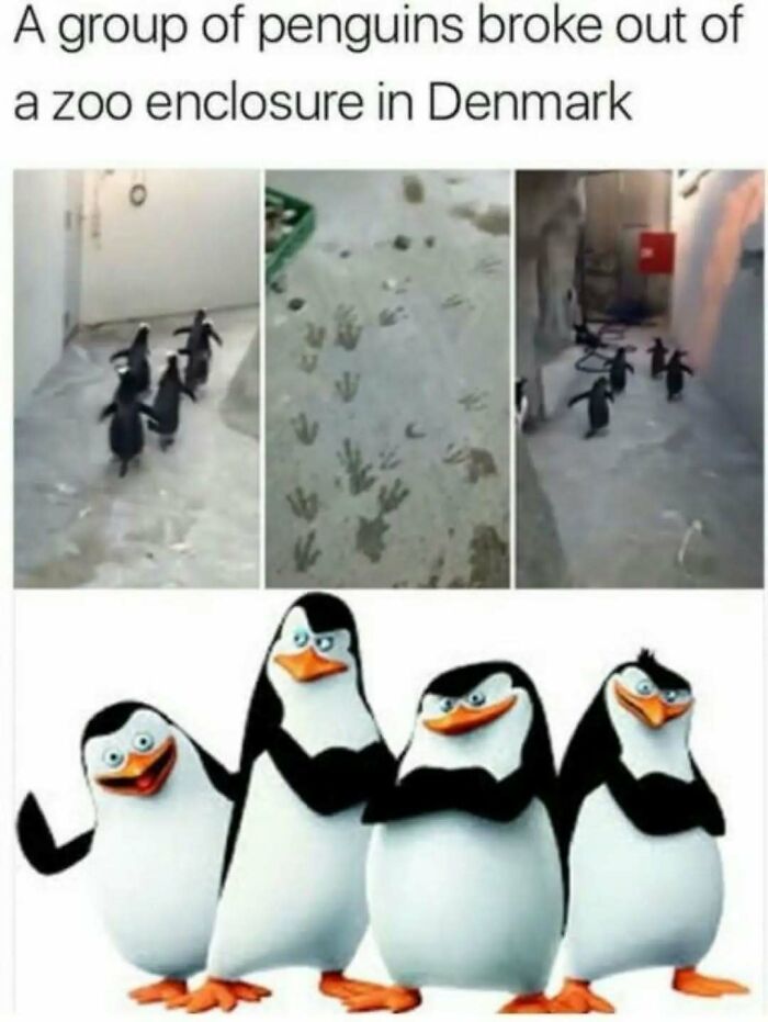 These Animal Memes Are So Funny You'll Forget Your Problems