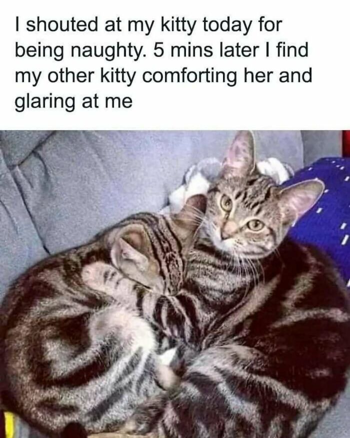 These Animal Memes Are So Funny You'll Forget Your Problems