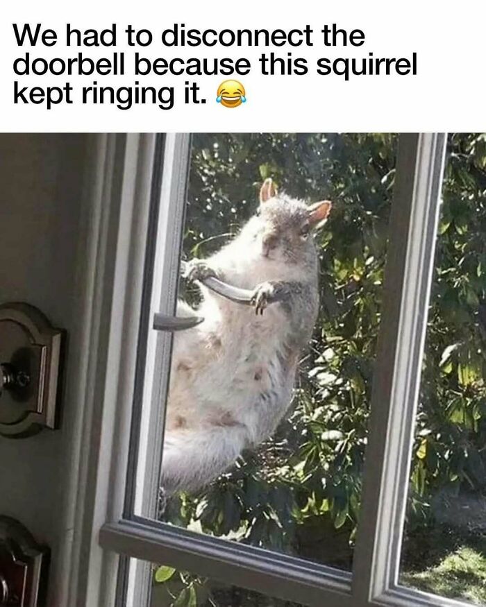 These Animal Memes Are So Funny You'll Forget Your Problems