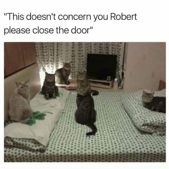 These Animal Memes Are So Funny You'll Forget Your Problems