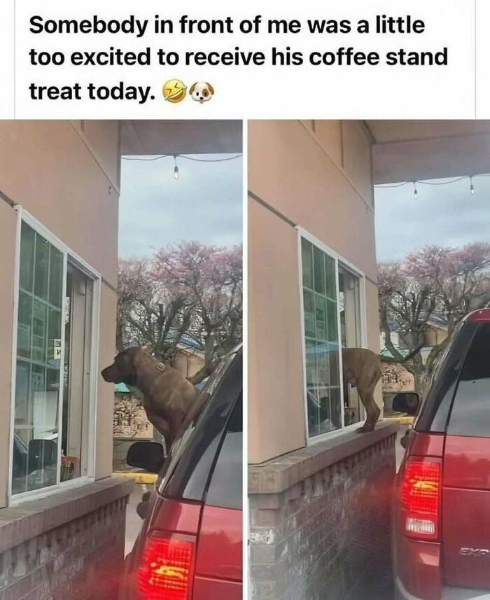 These Animal Memes Are So Funny You'll Forget Your Problems