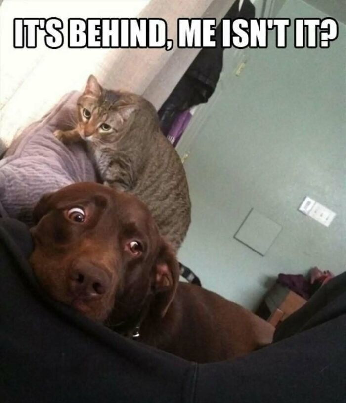 These Animal Memes Are So Funny You'll Forget Your Problems