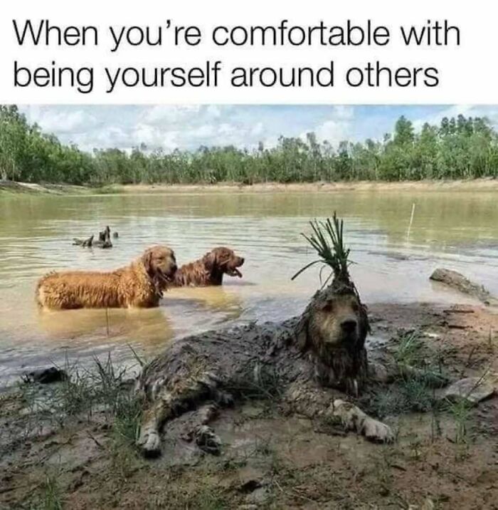 These Animal Memes Are So Funny You'll Forget Your Problems