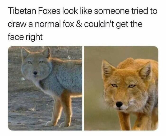 These Animal Memes Are So Funny You'll Forget Your Problems