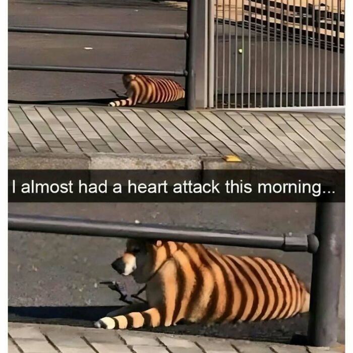 These Animal Memes Are So Funny You'll Forget Your Problems