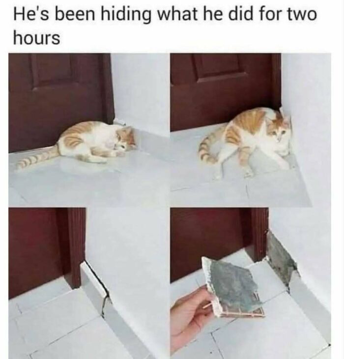 These Animal Memes Are So Funny You'll Forget Your Problems