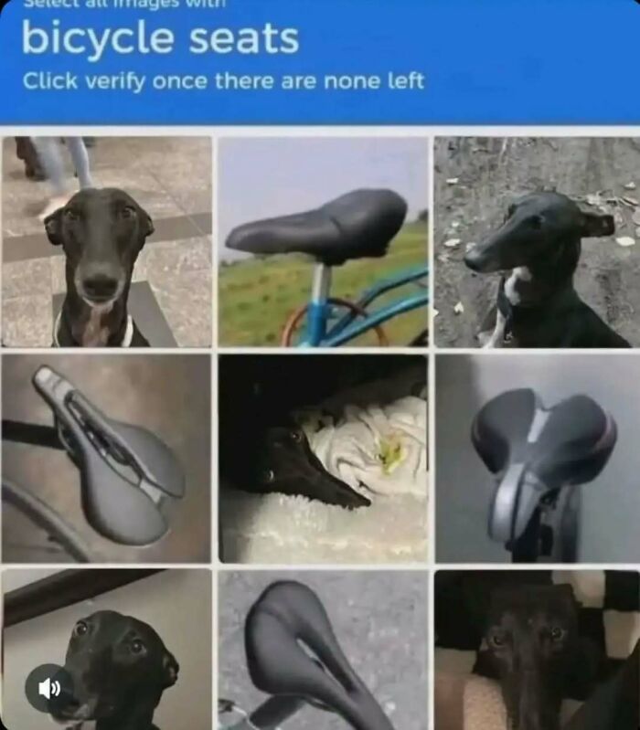 These Animal Memes Are So Funny You'll Forget Your Problems
