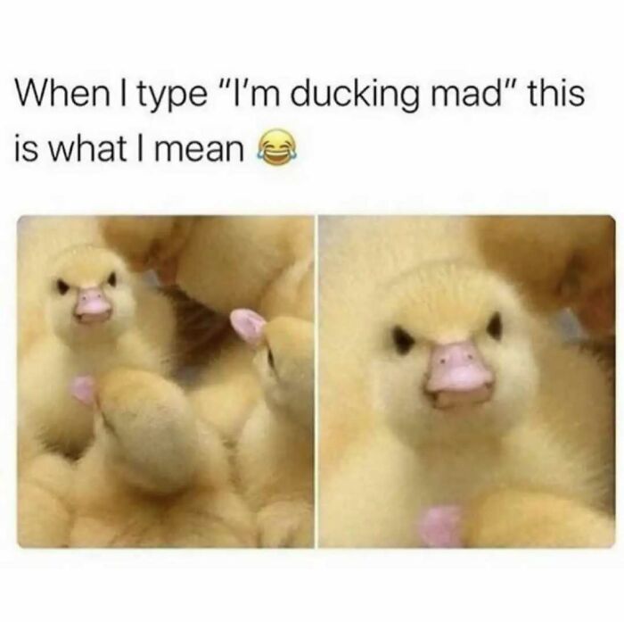 These Animal Memes Are So Funny You'll Forget Your Problems
