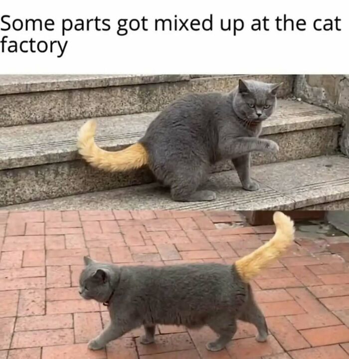 These Animal Memes Are So Funny You'll Forget Your Problems