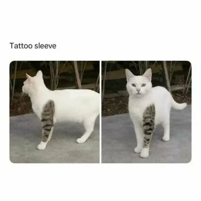 These Animal Memes Are So Funny You'll Forget Your Problems