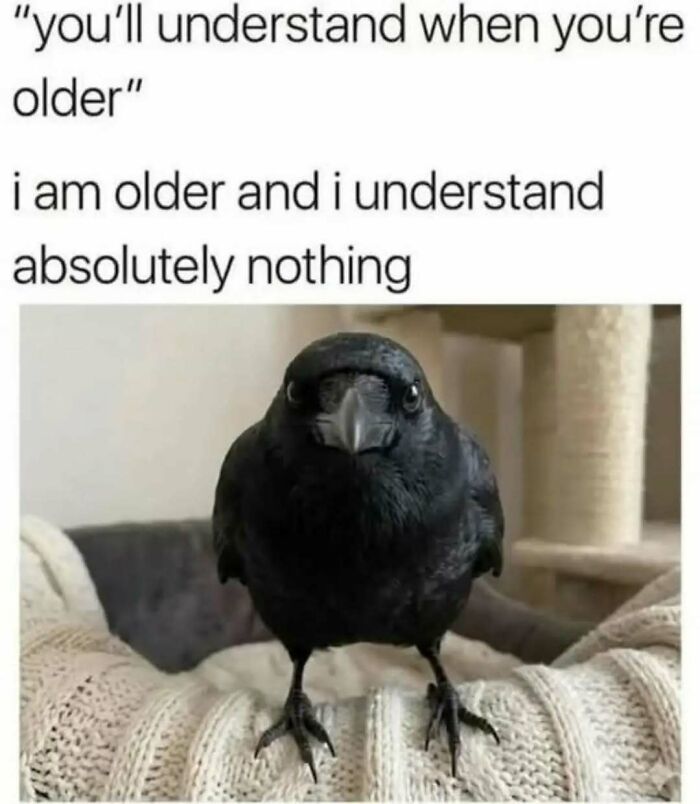 These Animal Memes Are So Funny You'll Forget Your Problems